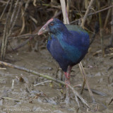 Smaragdpurperkoet - African Swamphen - Porphyrio madagascariensis