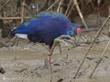 Smaragdpurperkoet - African Swamphen - Porphyrio madagascariensis