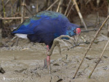 Smaragdpurperkoet - African Swamphen - Porphyrio madagascariensis