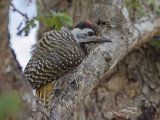 Kardinaalspecht - Cardinal Woodpecker - Dendropicos fuscescens