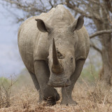 Witte Neushoorn - White Rhino - Ceratotherium simum