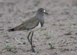 Rouwkievit - Senegal Lapwing - Vanellus lugubris