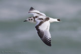 Dwergmeeuw - Little Gull