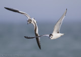Dwergmeeuw - Little Gull