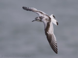 Dwergmeeuw - Little Gull