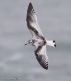 Dwergmeeuw - Little Gull