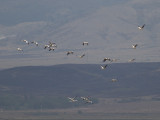 Roze Pelikaan - Great White Pelican