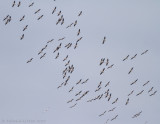 Roze Pelikaan - Great White Pelican