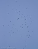 Zwarte Ooievaar - Black Stork