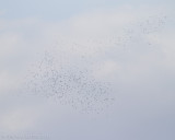 Roze Pelikaan - Great White Pelican