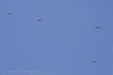 Slangenarend - Short-toed Eagle