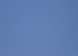 Bijeneter - European Bee-eater