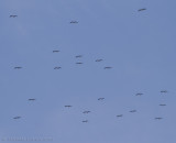 Zwarte Ooievaar - Black Stork