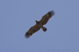 Schreeuwarend - Lesser Spotted Eagle