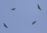 Schreeuwarend - Lesser Spotted Eagle