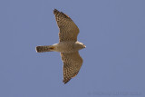Balkansperwer - Levant Sparrowhawk