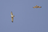 Slangenarend - Short-toed Eagle