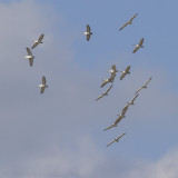 Kroeskoppelikaan - Dalmatian Pelican