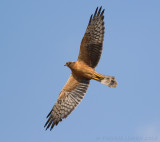 Grauwe Kiekendief / Montagu's Harrier