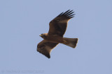 Dwergarend - Booted Eagle