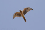 Steppekiekendief / Pallid Harrier