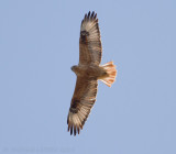 Arendbuizerd - Long-legged Buzzard