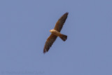 Rootpootvalk - Red-footed Falcon