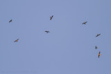 Roodpootvalk - Red-footed Falcon
