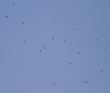 Roodpootvalk - Red-footed Falcon