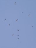 Roodpootvalk - Red-footed Falcon