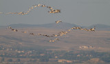 Roze Pelikaan - Great White Pelican