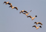 Roze Pelikaan - Great White Pelican