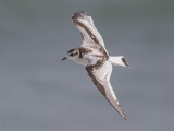 Dwergmeeuw - Little Gull
