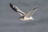 Dwergmeeuw - Little Gull