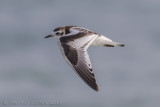 Dwergmeeuw - Little Gull