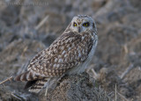 Velduil - Short-eared Owl