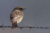 Roodborsttapuit - European Stonechat
