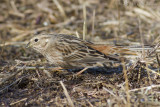 Witkopgors - Pine Bunting - Emberiza leucocephalos