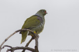 Afrikaanse Papegaaiduif - African Green-pigeon - Treron calvus