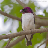 Amethistspreeuw - Violet-backed Starling - Cinnyricinclus leucogaster