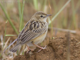Graszanger - Zitting Cisticola - Cisticola juncidis