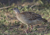 Kuiffrankolijn - Crested Francolin - Peliperdix sephaena