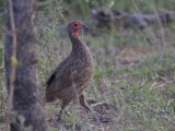 Swainsons Frankolijn - Swainsons Spurfowl - Pternistes swainsonii