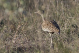 Zuid-Afrikaanse Kuiftrap - Red-crested Korhaan - Eupodotis ruficrista