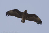 Bateleur - Bateleur - Terathopius ecaudatus