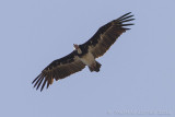 Witkopgier - White-headed Vulture - Trigonoceps occipitalis