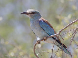 Scharrelaar - European Roller - Coracias garrulus