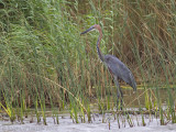 Reuzenreiger - Goliath Heron - Ardea goliath