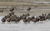 Witwangfluiteend - White-faced Duck - Dendrocygna viduata