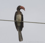 Kuiftok - Crowned Hornbill - Tockus alboterminatus